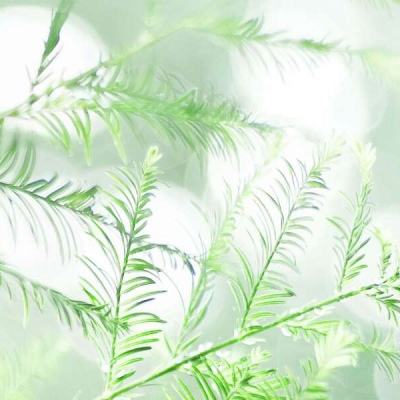 神之王座官方版下载